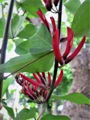 アメリカデイゴ