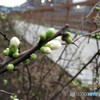 蕾