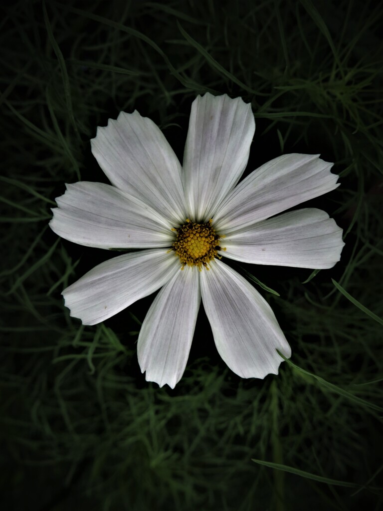 白い花