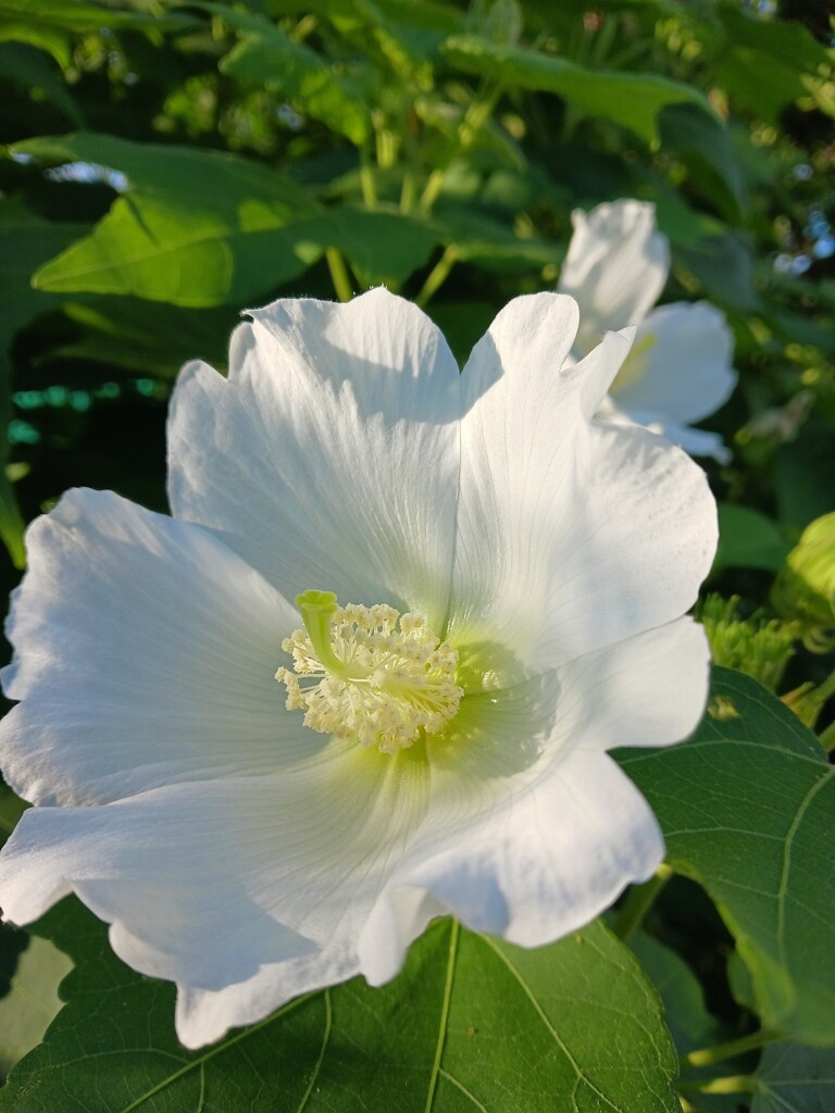 芙蓉