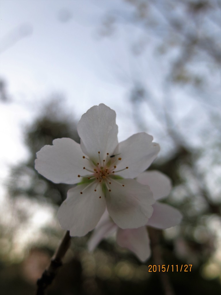 十月桜
