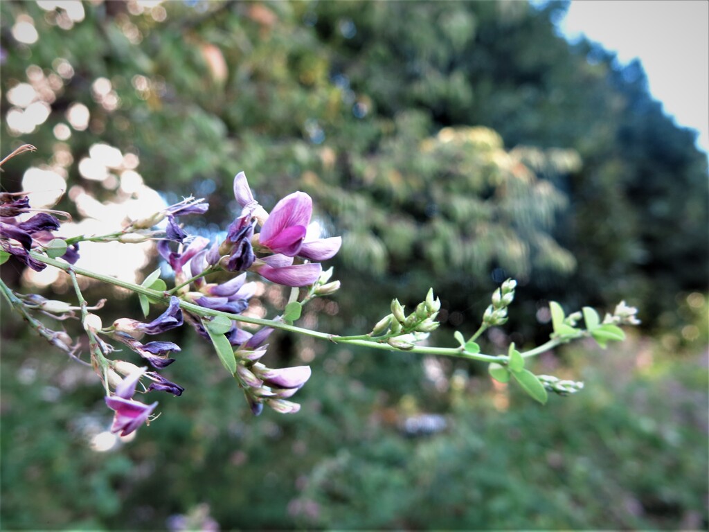萩の花
