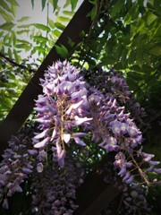 藤の花