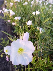 河川敷に咲く花