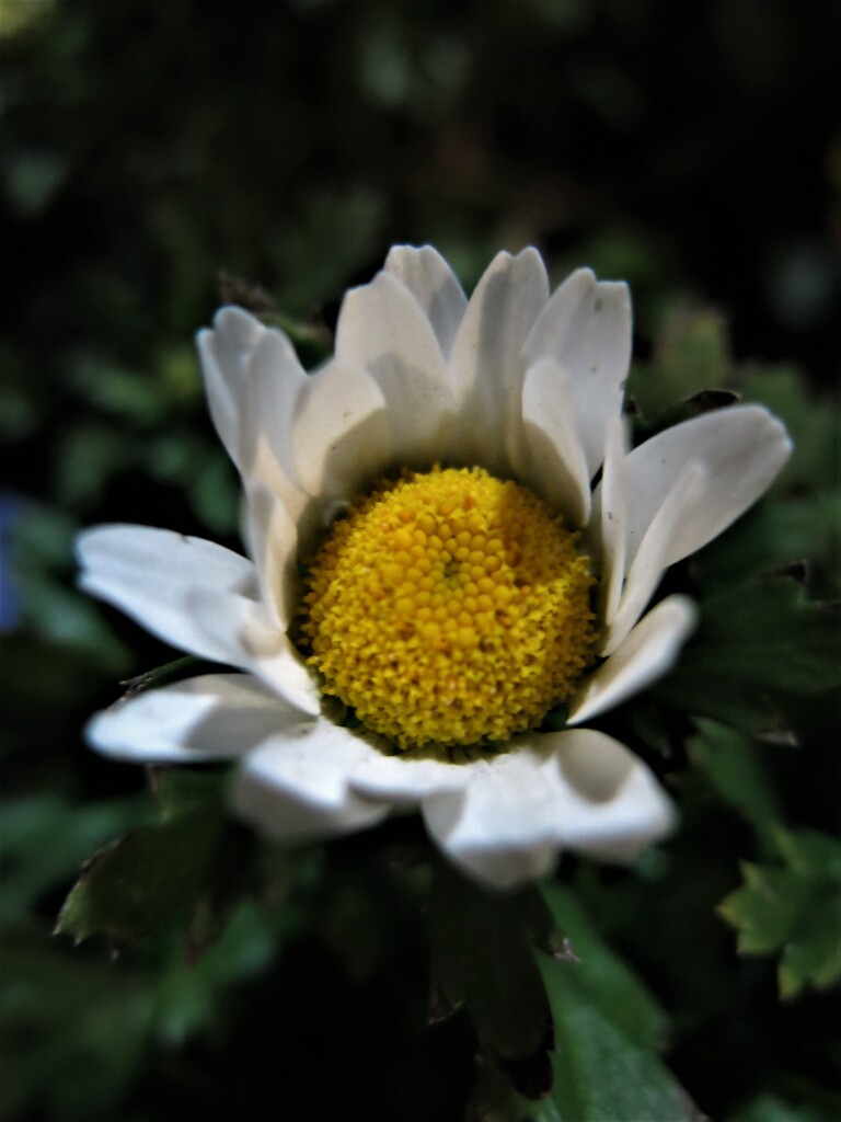 小さな花