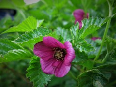 ベニバナイチゴ