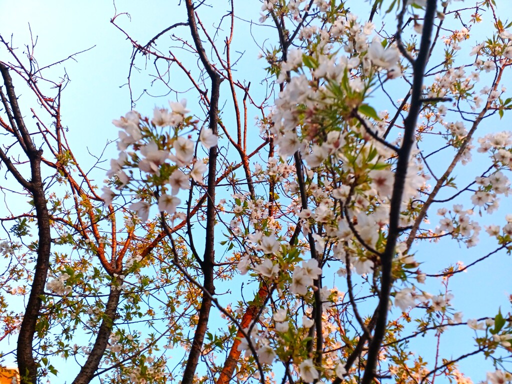 カンザキオオジマ