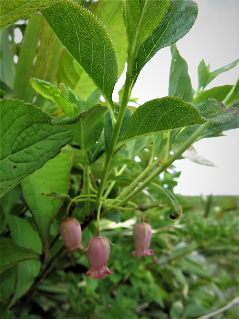 ドンデン高原にて