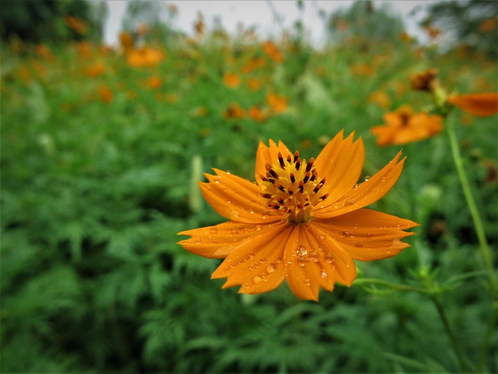 キバナコスモス