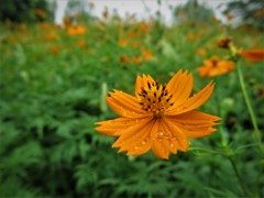 キバナコスモス