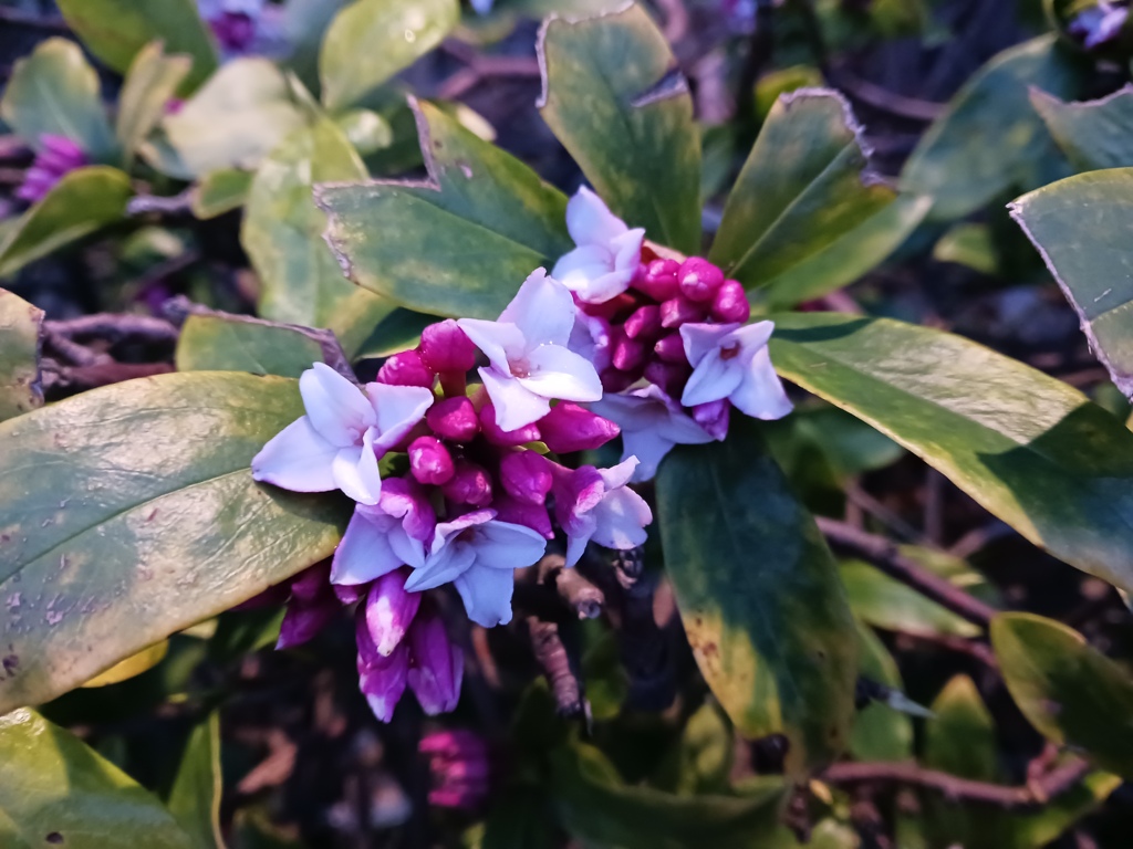 沈丁花 