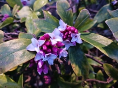 沈丁花 