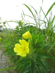 月見草 