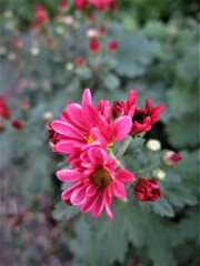 赤い小菊