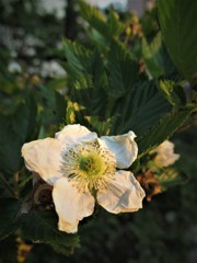 白花