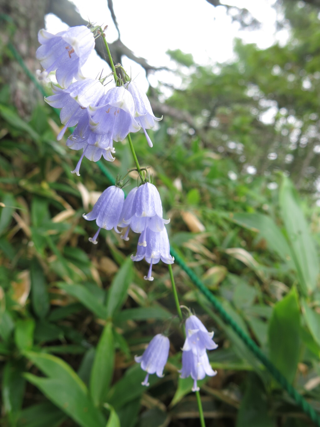 高山植物