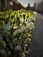 ドウダンツツジ