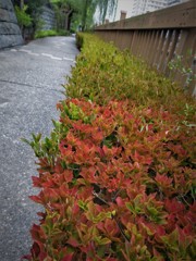 ドウダンつつじ