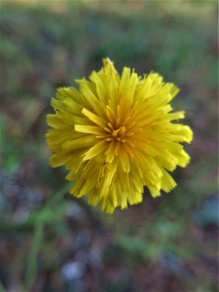 野草