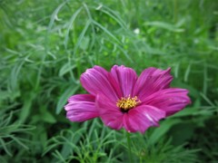 コスモス