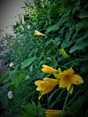 ニッコウキスゲ