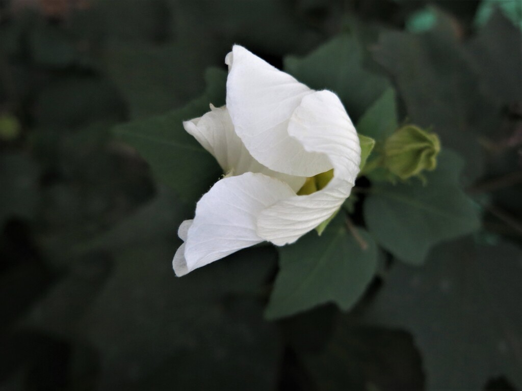 蕾