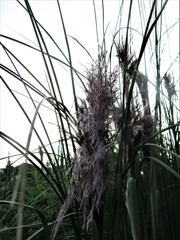 パンパスグラス