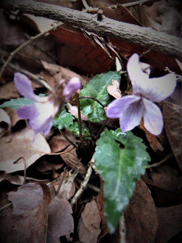 山野草