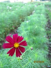 コスモス畑