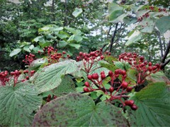 北アルプスに出た