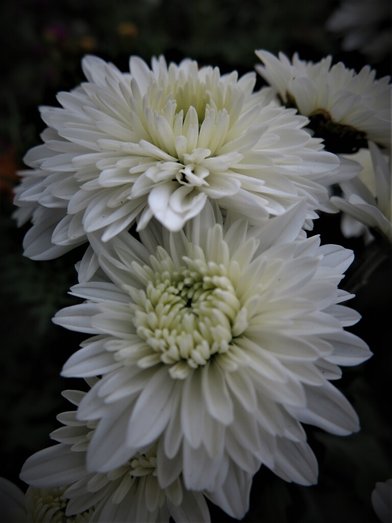 小菊
