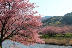 河津桜