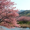 河津桜
