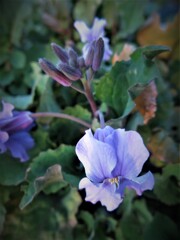 中川の河川敷に