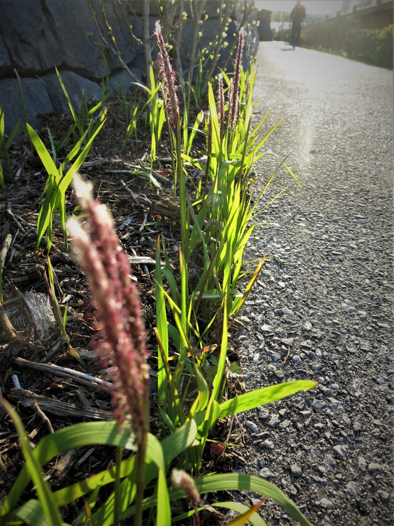 野草