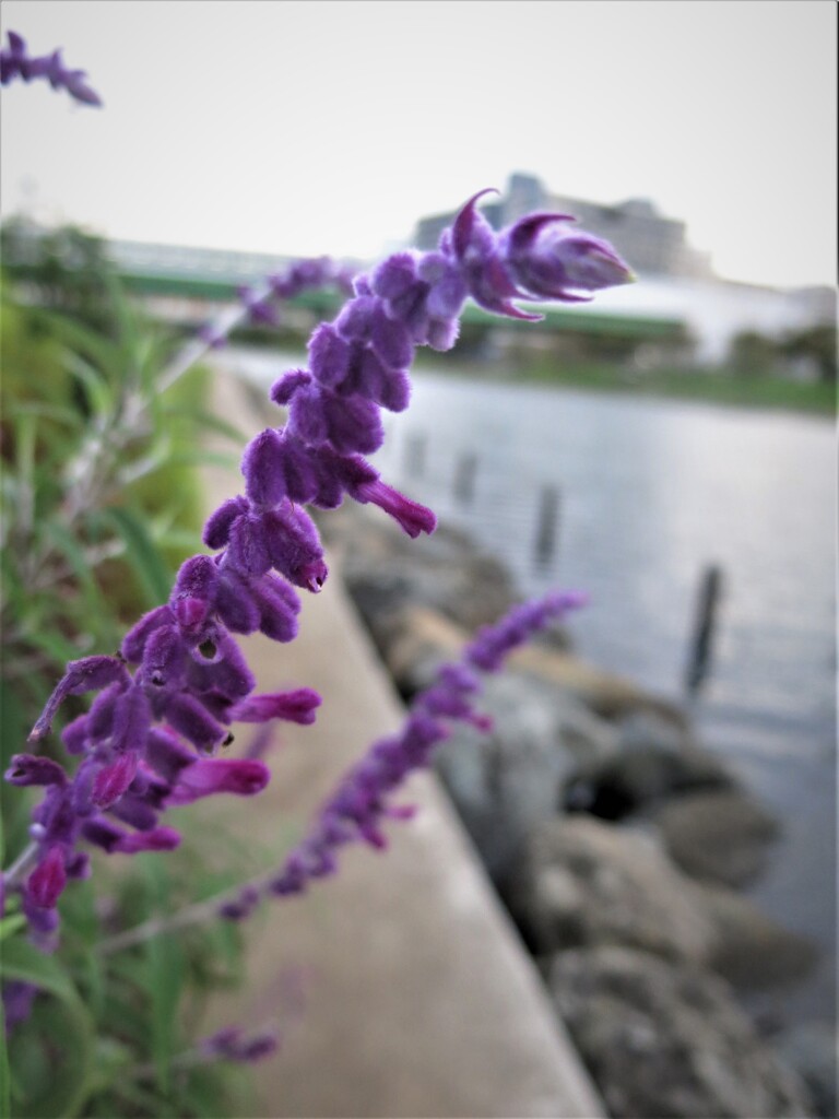 紫色の花