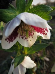 クリスマスローズ