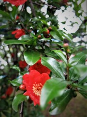 オレンジ色の花