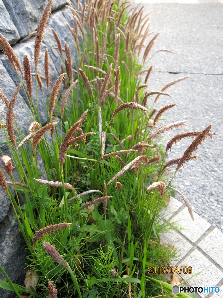 足元の花