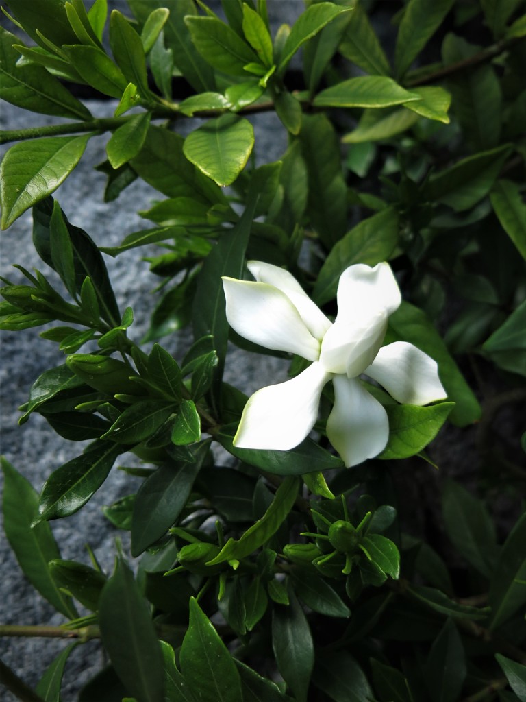 小くちなしの花