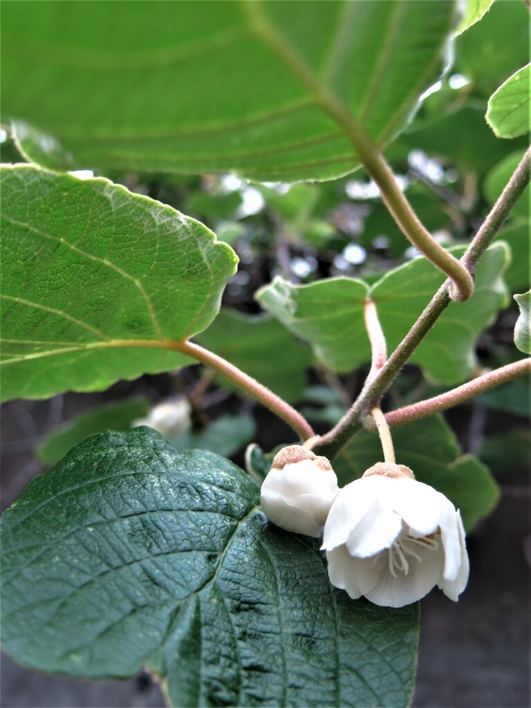 キウイフルーツ