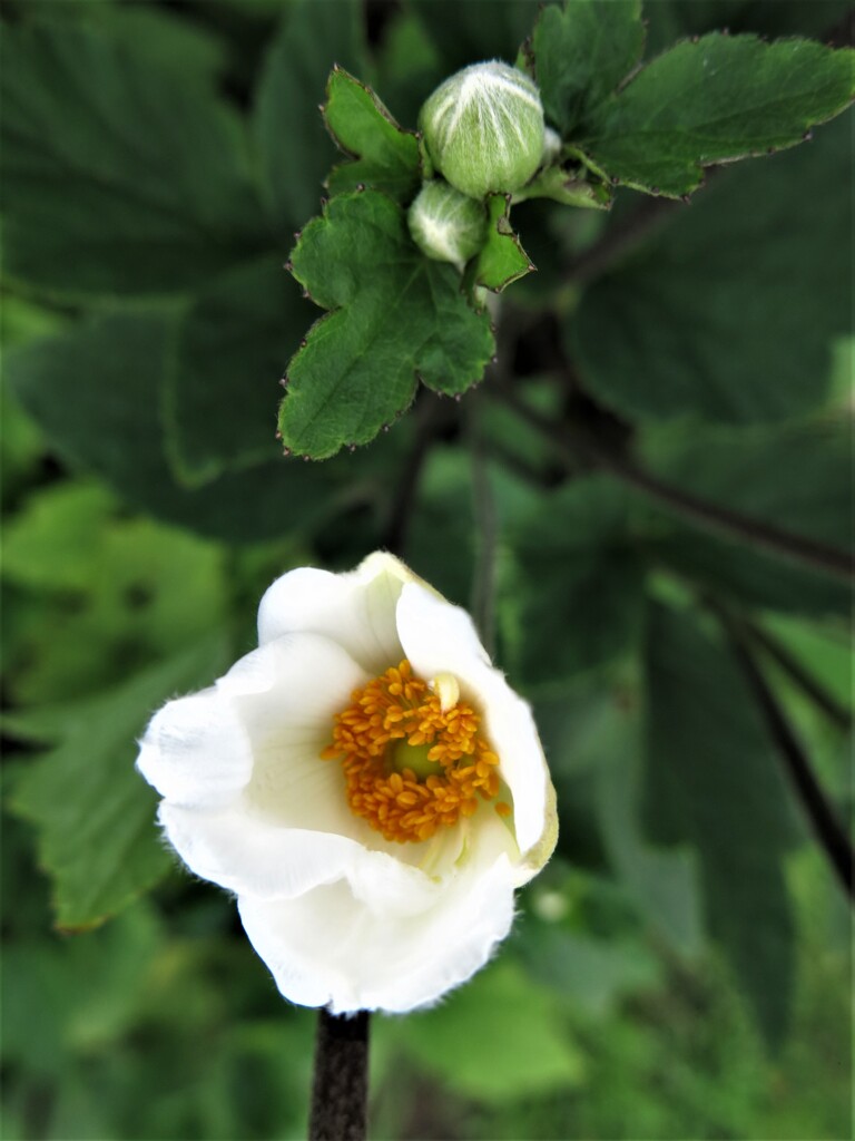 シュウメイギク