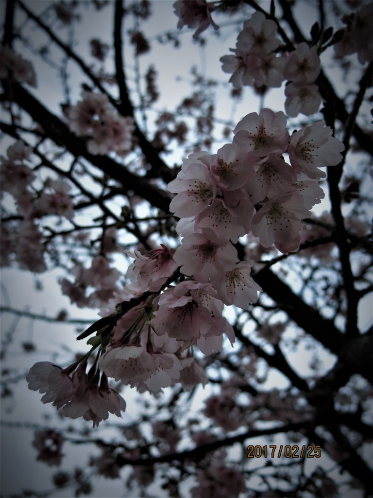 オオカンさくら