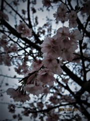 オオカンさくら