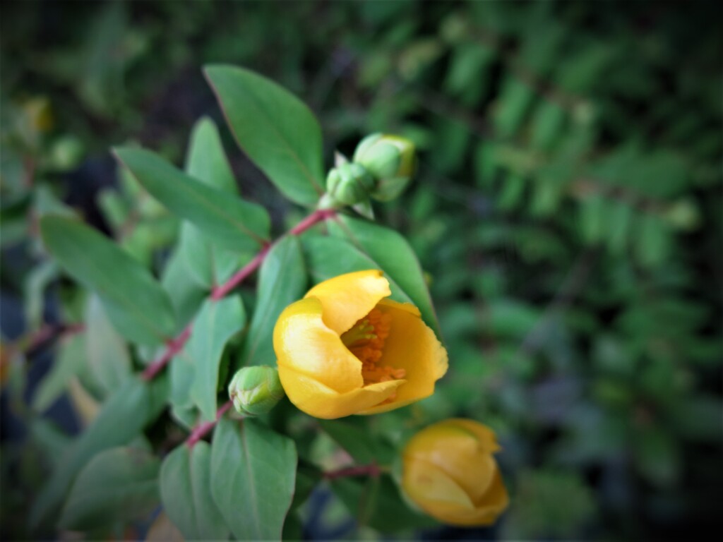 小名木川遊歩道に咲く