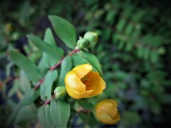 小名木川遊歩道に咲く