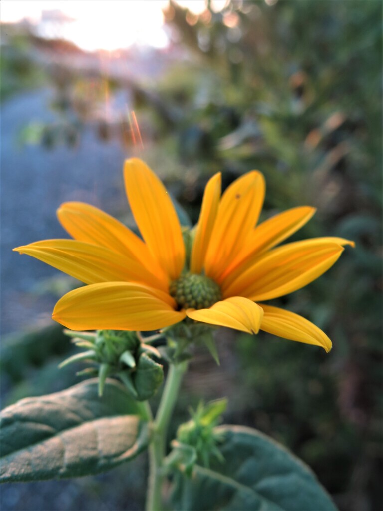 黄色い花