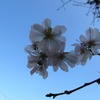 十月桜