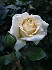 白いバラ