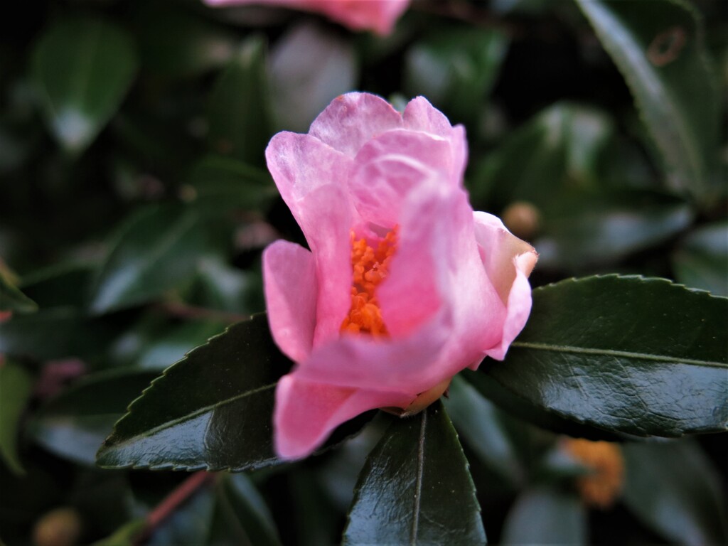 山茶花の花